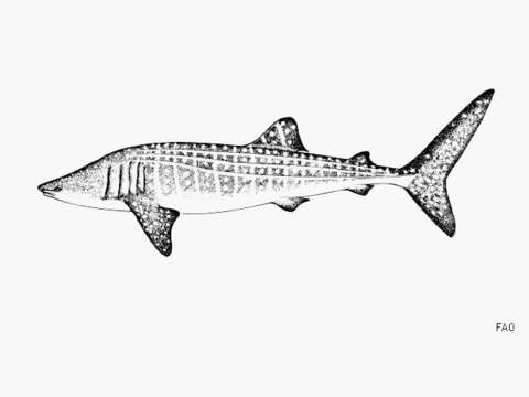 Image of Rhincodon