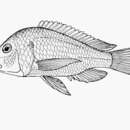 Oreochromis chungruruensis (Ahl 1924) resmi