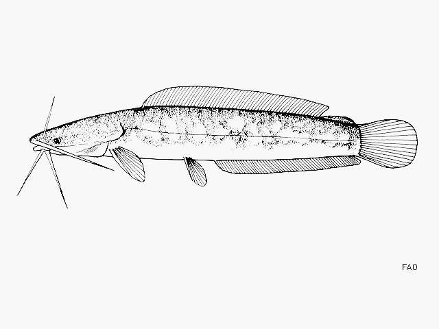 Image of Blunt-toothed African catfish