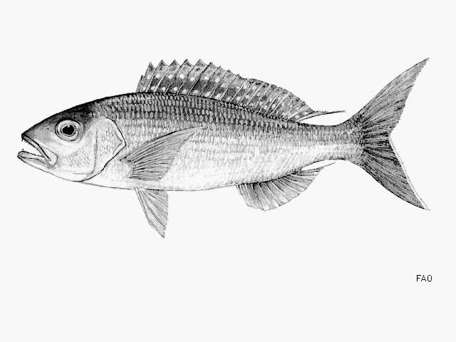 Image of Sharptooth jobfish