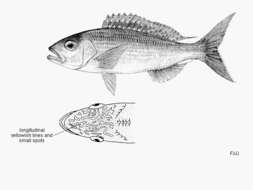 Image of Sharptooth jobfish