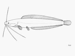 Image of Allauad's Catfish