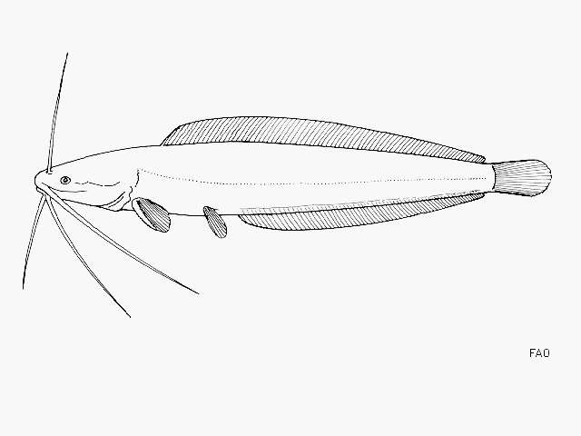 Image of Allauad's Catfish