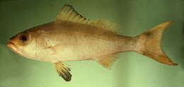 Image of Randall&#39;s snapper