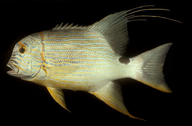 Image of Symphorichthys