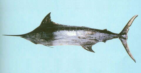 Image of Blue marlin fish