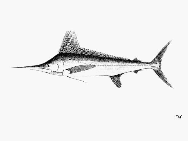Image of Marlin