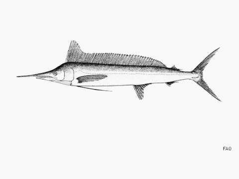 Image of Atlantic longbill spearfish