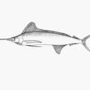 Image of Roundscale spearfish