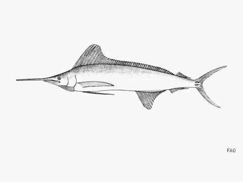 Image of Roundscale spearfish