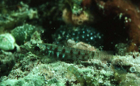 Image of Pygmygoby