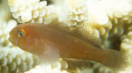 Image of Five-bar coral goby