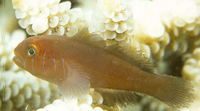 Image of Five-bar coral goby