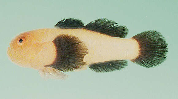 Paragobiodon lacunicolus (Kendall & Goldsborough 1911) resmi