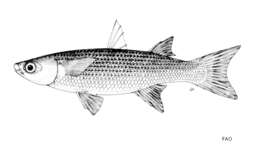 Image of Cape Verde mullet