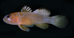 Image of Farcimen goby