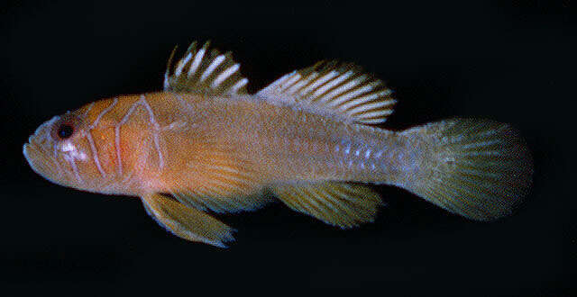 Image of Farcimen goby
