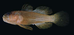 Image of Farcimen goby