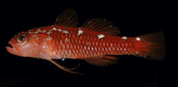 Image of Caesiura dwarfgoby