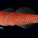 Image of Blue-barred dwarfgoby