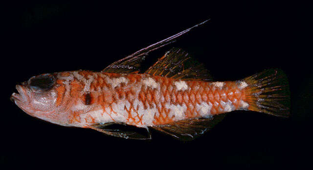 Image of Naude&#39;s pygmygoby