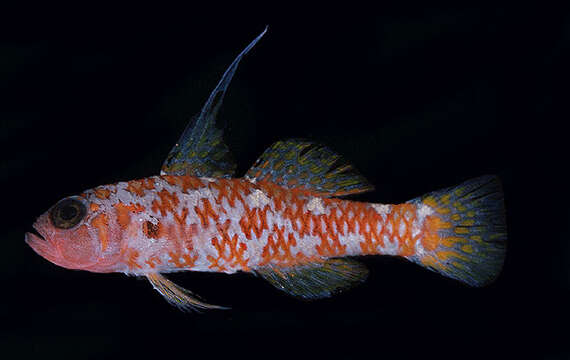 Image of Naude&#39;s pygmygoby