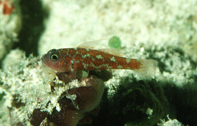 Image of Naude&#39;s pygmygoby