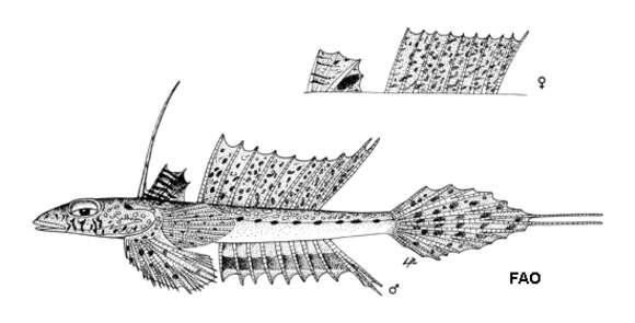 Image of Blotchfin dragonet