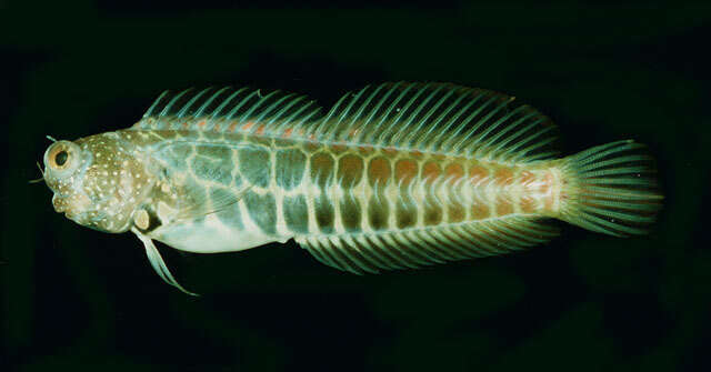 Image of Segmented blenny