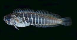 Image of Segmented blenny