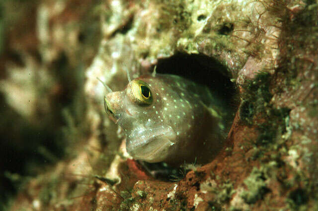 Image of Segmented blenny