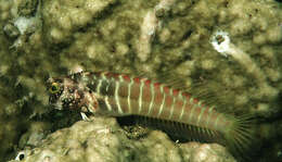 Image of Segmented blenny