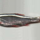 Image of Minnow