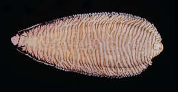 Image of Aesop sole