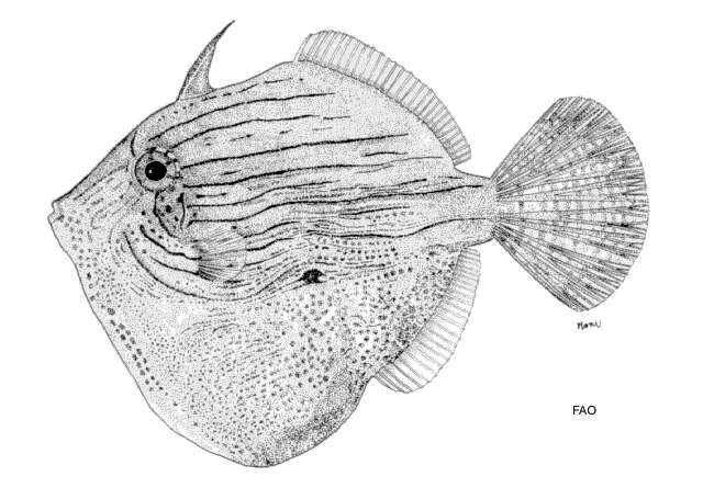 Image of Puffer filefish