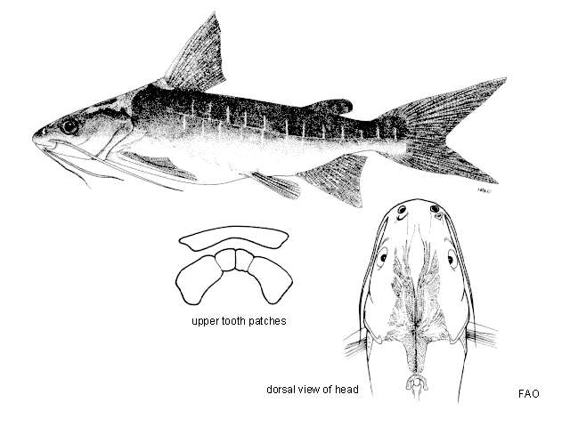 Image of Blue catfish