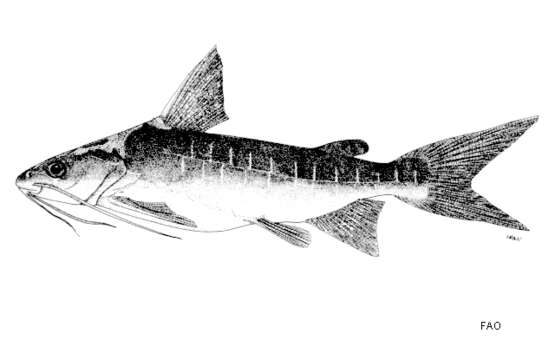 Image of Blue catfish