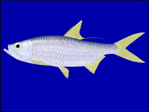 Image of Indo-Pacific Tarpon