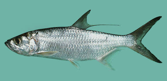 Image of Indo-Pacific Tarpon