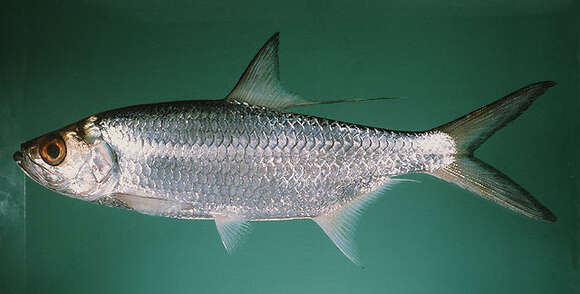 Image of Indo-Pacific Tarpon