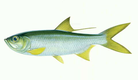 Image of Indo-Pacific Tarpon