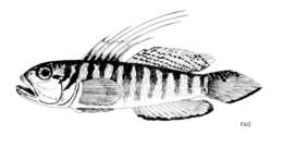 Image of Sanzo&#39;s goby