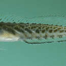 Image of Mangrove blenny