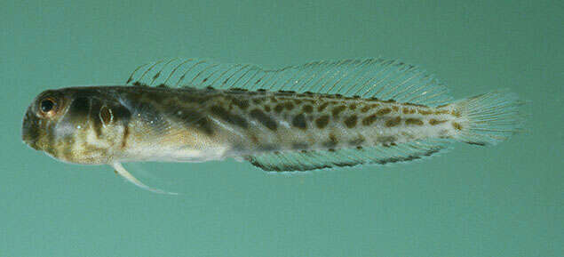 Image of Mangrove blenny