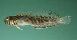 Image of Mangrove blenny