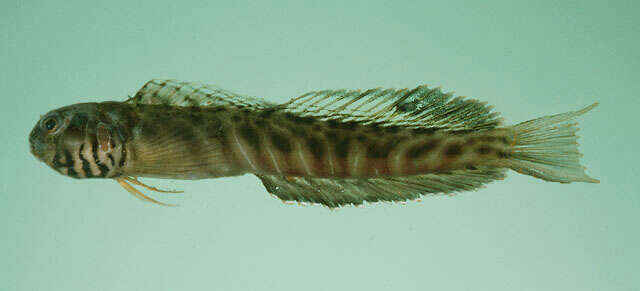 Image of Mangrove blenny