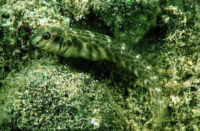 Image of Mangrove blenny