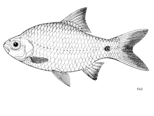 Image of Swamp Barb