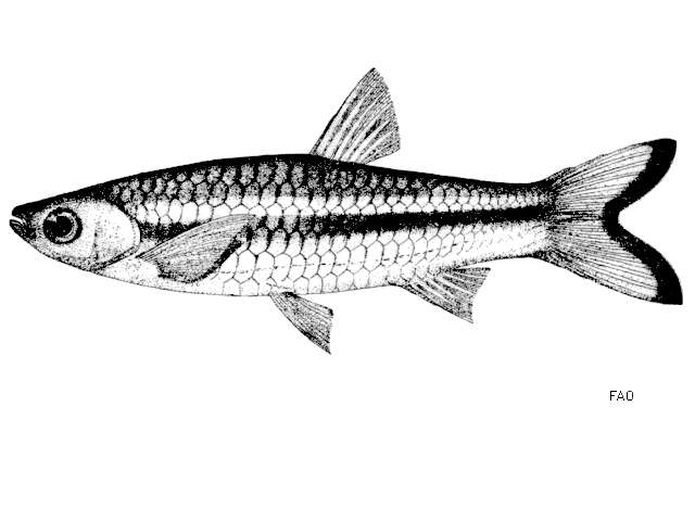 Слика од Rasbora tornieri Ahl 1922