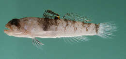 Image of Goggle goby